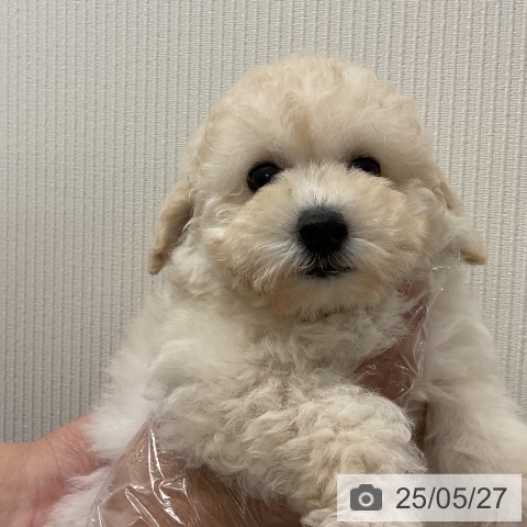 トイ・プードルの写真
