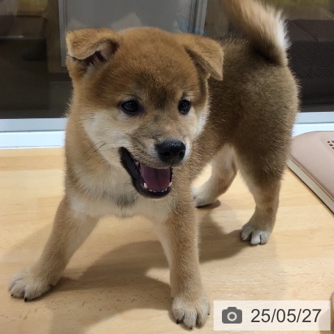 柴の写真