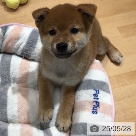 柴の写真