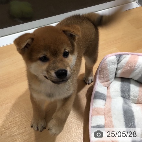 柴の写真