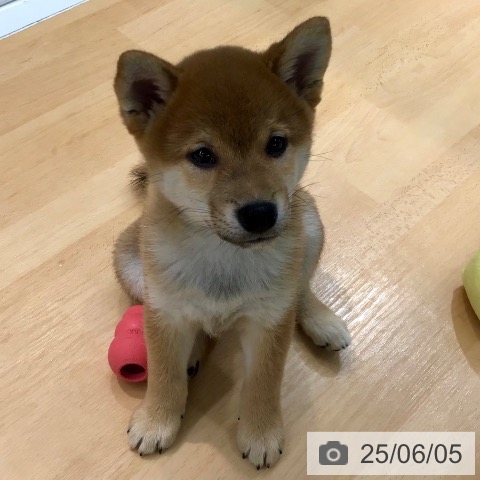 柴の写真
