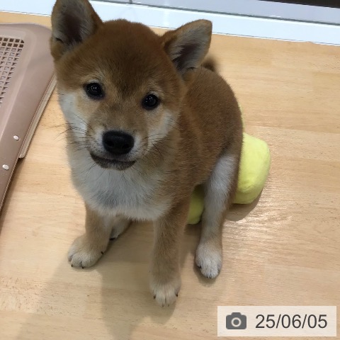 柴の写真