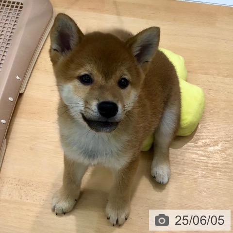 柴の写真