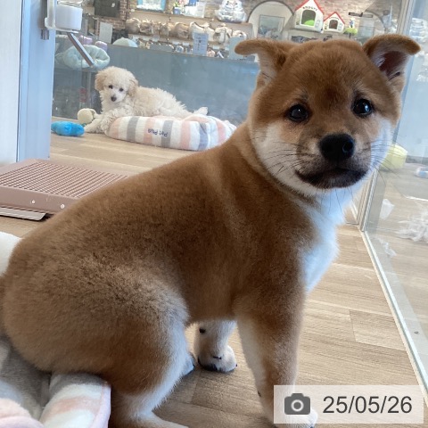 柴の写真