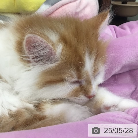 マンチカンの写真