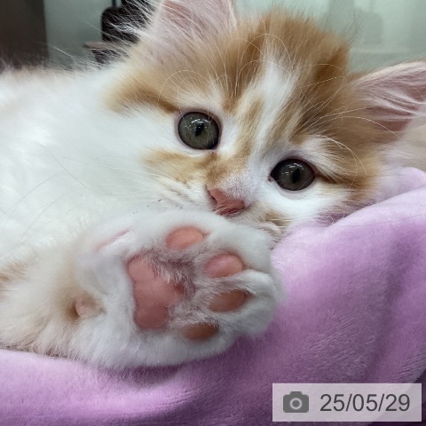 マンチカンの写真