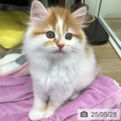 マンチカンの写真