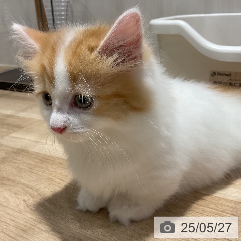 マンチカンの写真