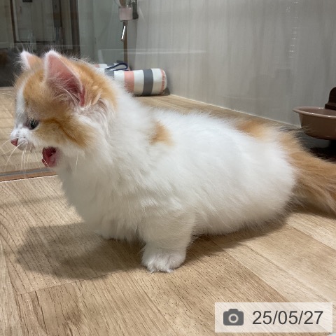 マンチカンの写真