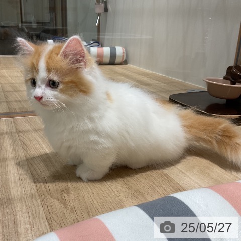 マンチカンの写真