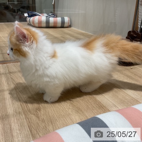 マンチカンの写真