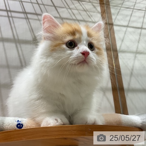 マンチカンの写真
