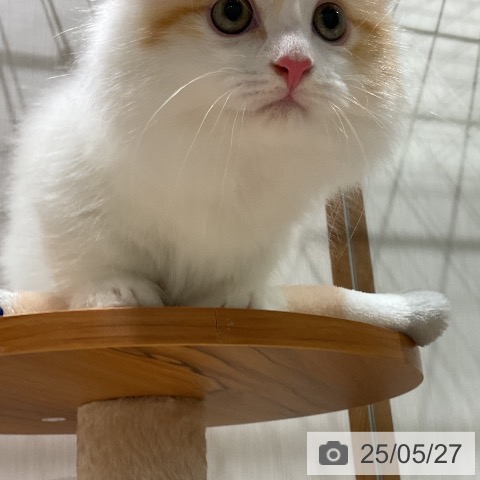 マンチカンの写真