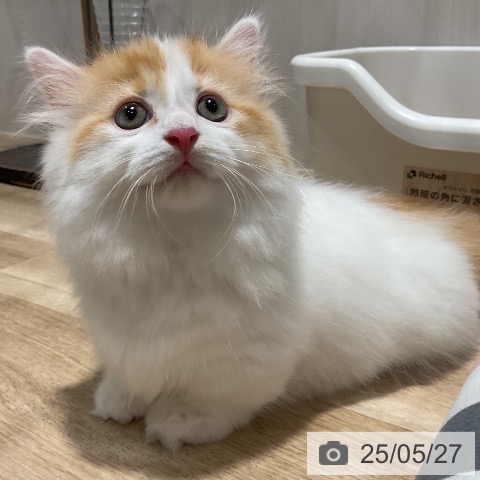 マンチカンの写真