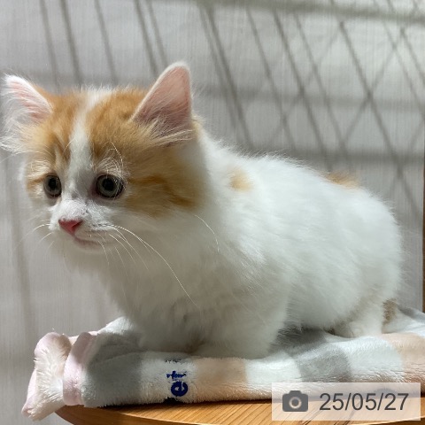 マンチカンの写真