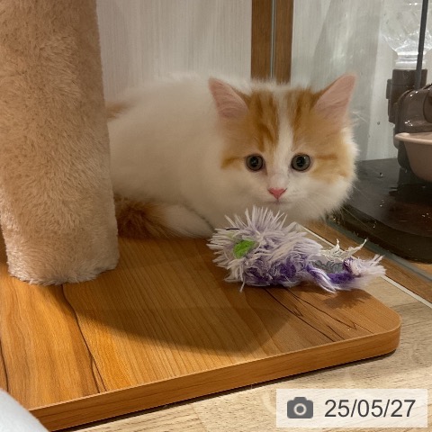マンチカンの写真