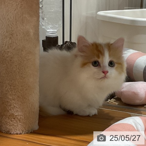 マンチカンの写真