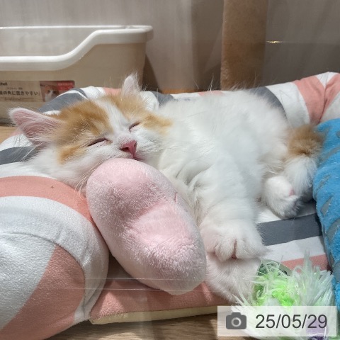 マンチカンの写真