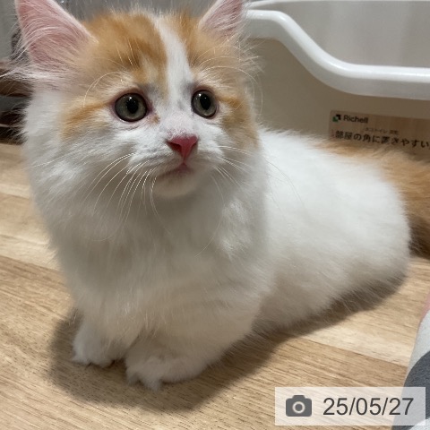 マンチカンの写真