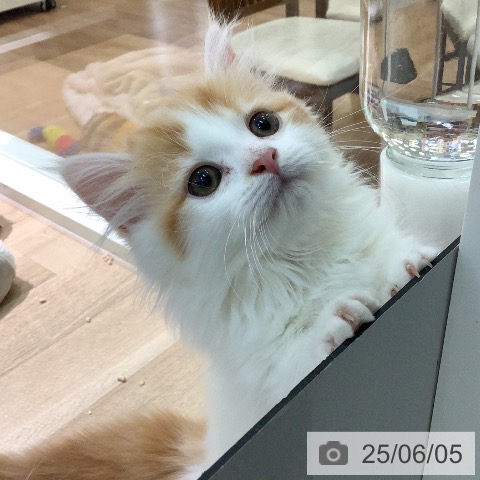 マンチカンの写真