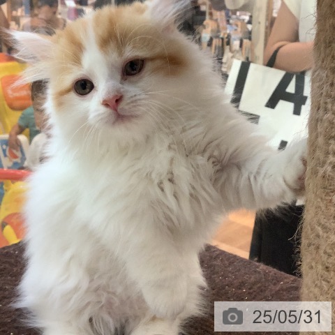 マンチカンの写真