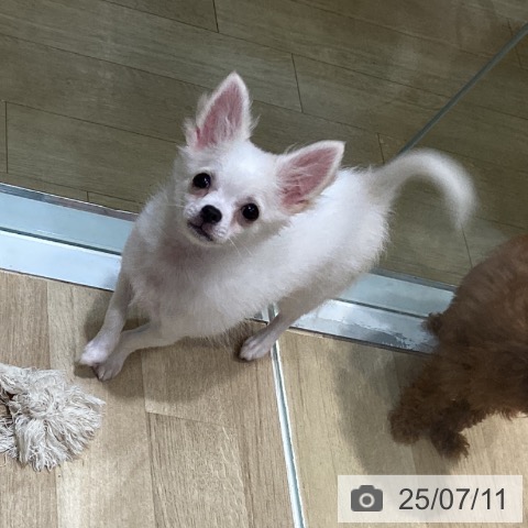 チワワの写真