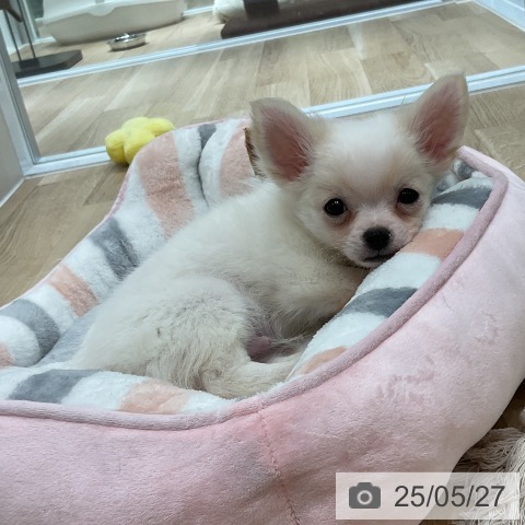チワワの写真