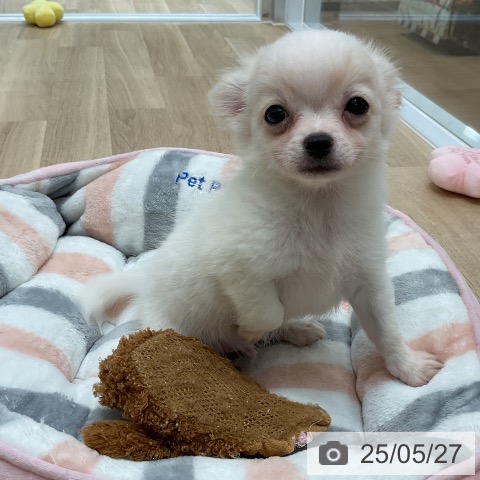 チワワの写真
