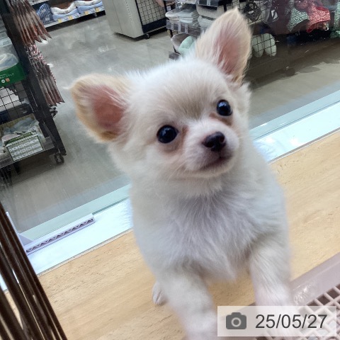 チワワの写真