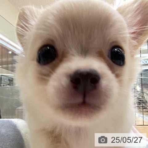 チワワの写真