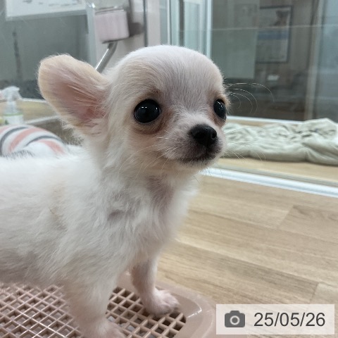 チワワの写真