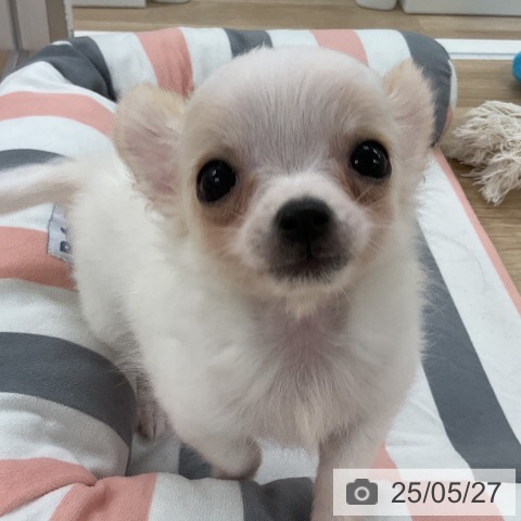 チワワの写真