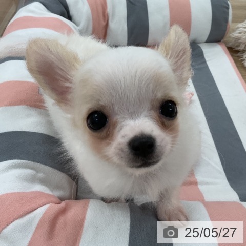 チワワの写真