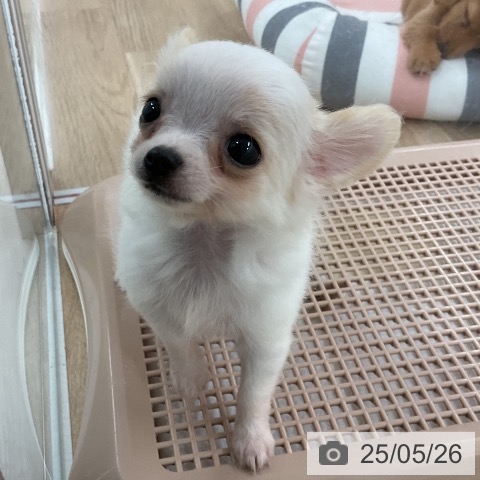 チワワの写真