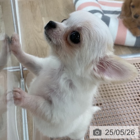 チワワの写真