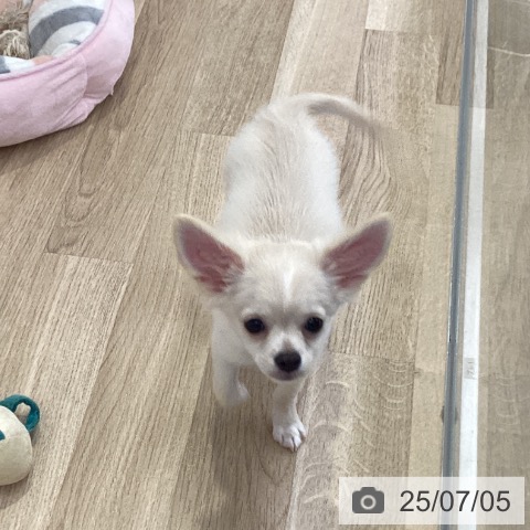 チワワの写真
