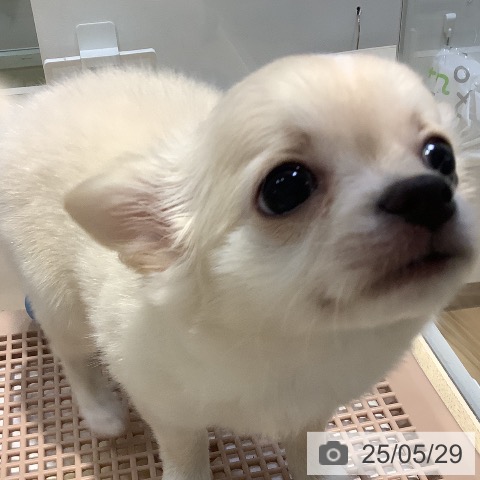 チワワの写真