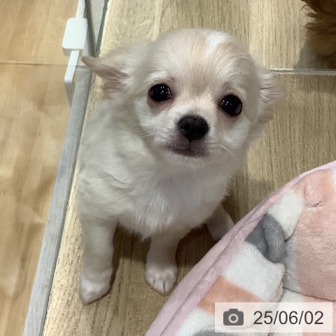 チワワの写真