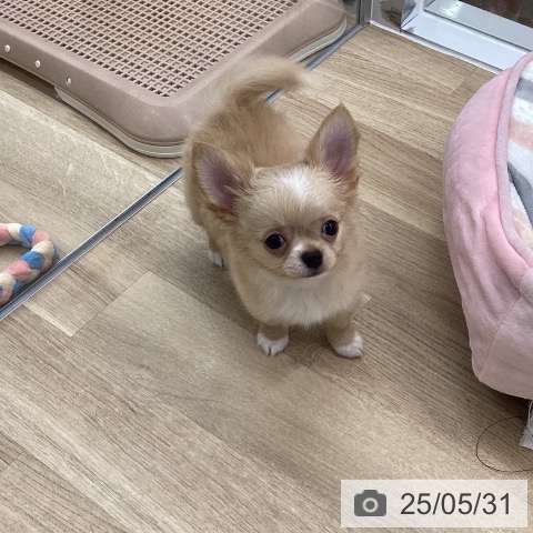 チワワの写真