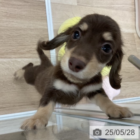 ミニチュア・ダックスフンドの写真