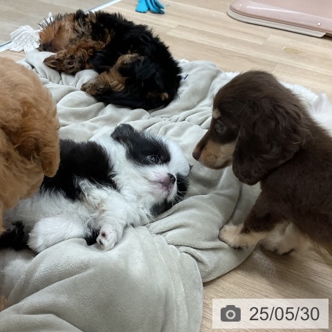 ミニチュア・ダックスフンドの写真