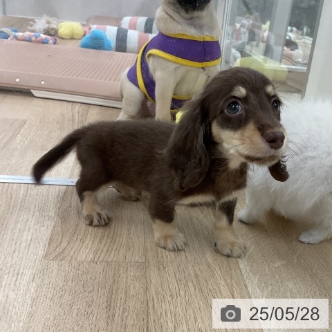 ミニチュア・ダックスフンドの写真
