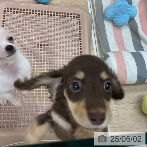 ミニチュア・ダックスフンドの写真