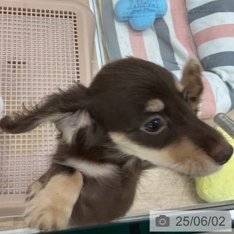 ミニチュア・ダックスフンドの写真