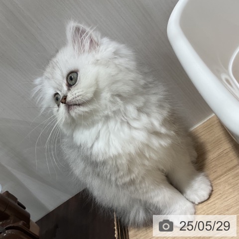 ペルシャの写真