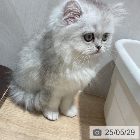 ペルシャの写真