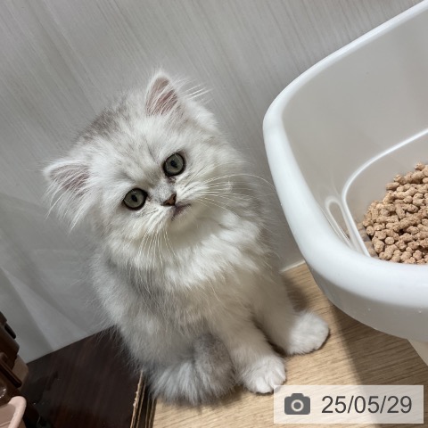 ペルシャの写真