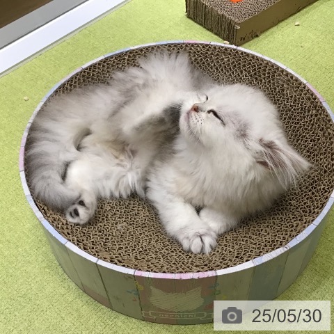 ペルシャの写真