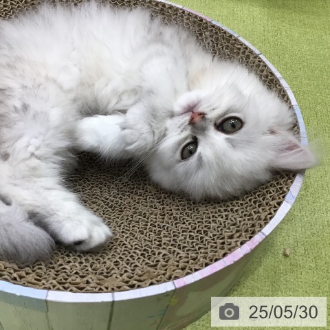 ペルシャの写真