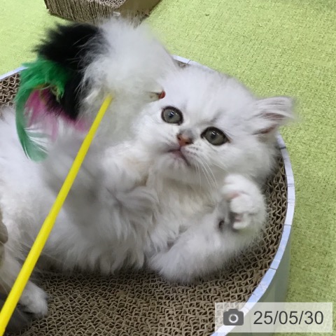 ペルシャの写真
